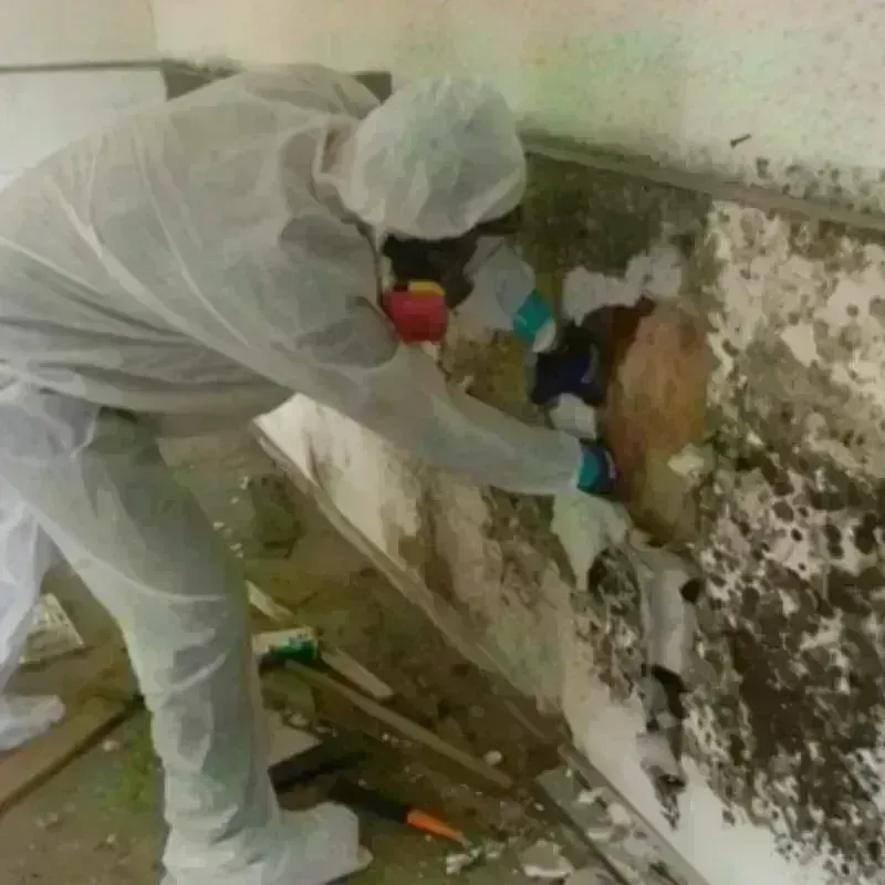 Mold Remediation and Removal in Weaverville, NC